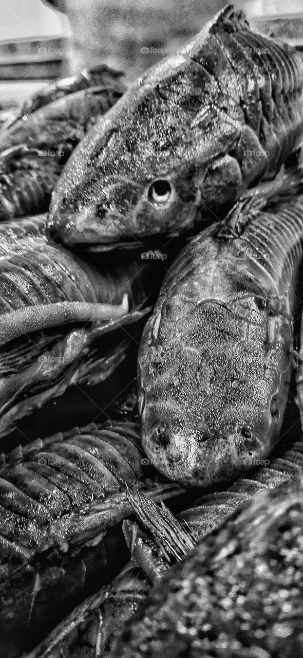 waiting fish b&w