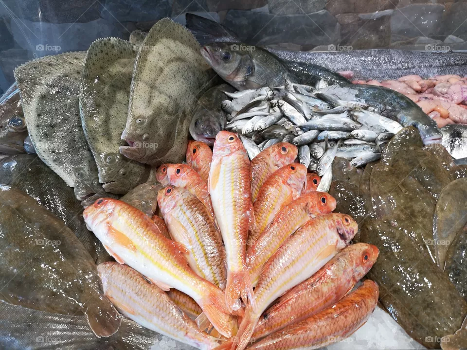 Fish