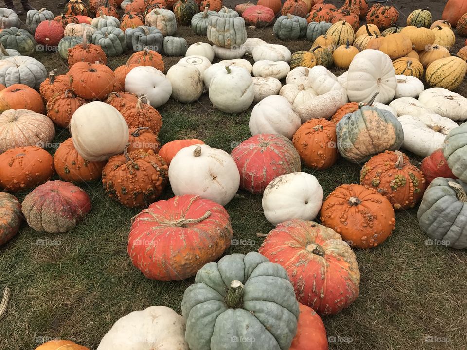 Pumpkins