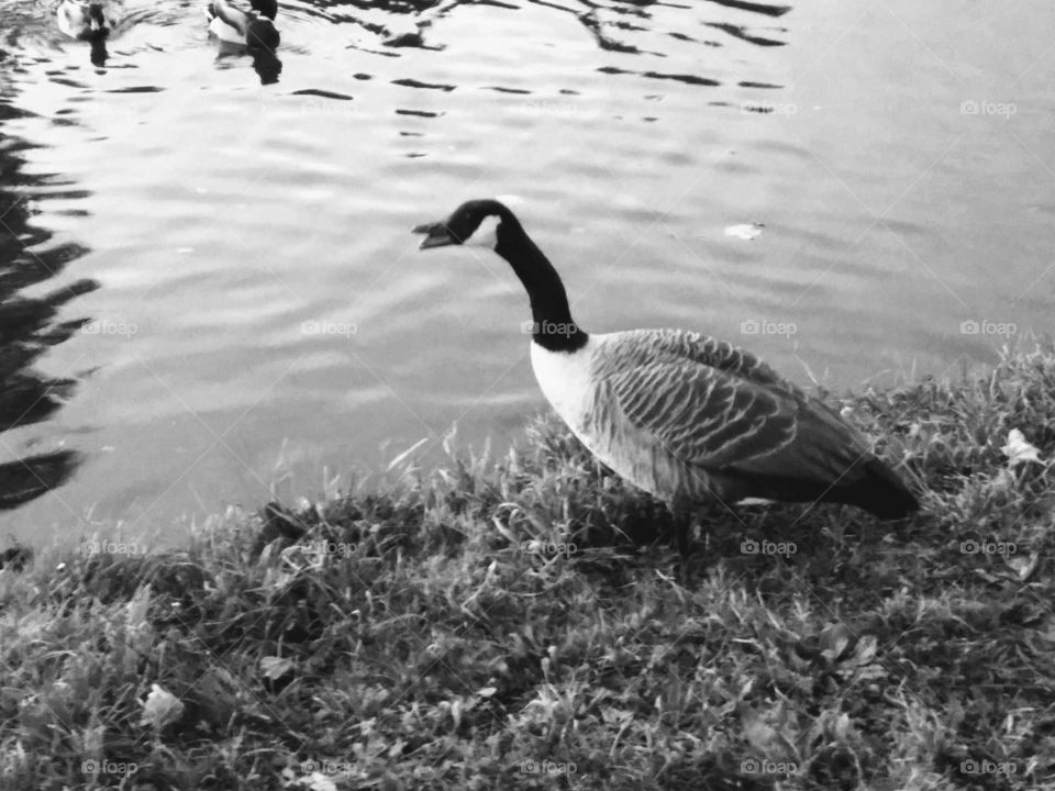 Canadian Goose, Barclay Park, Hoddesdon