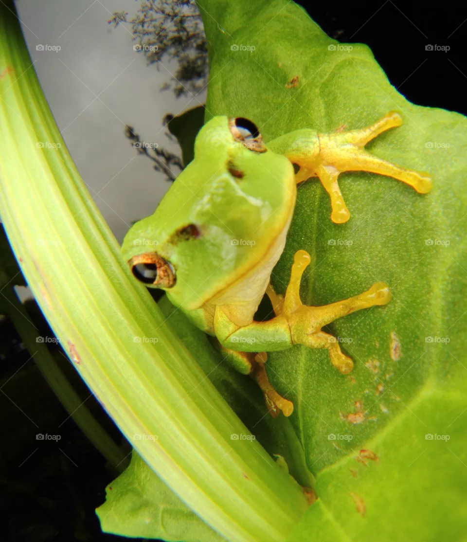 Frog