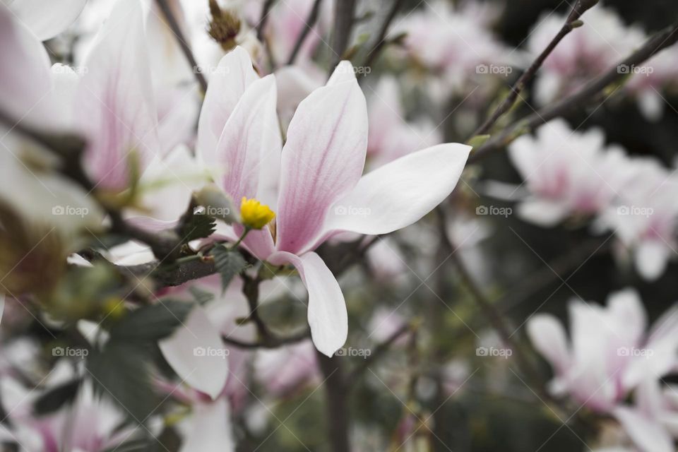 Blooming magnolia tree close up