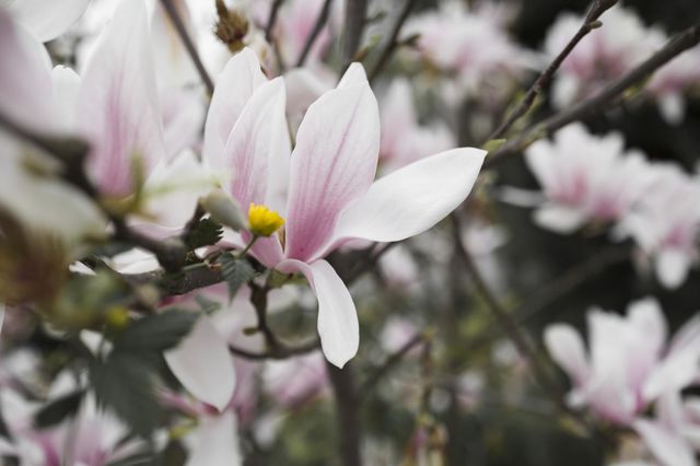 Blooming magnolia tree close up