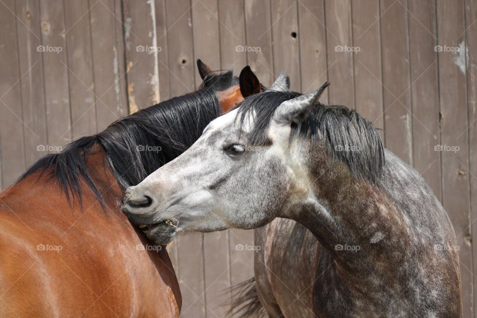 The mutual scratch society.  Two horses giving each other a good scratch with their teeth.