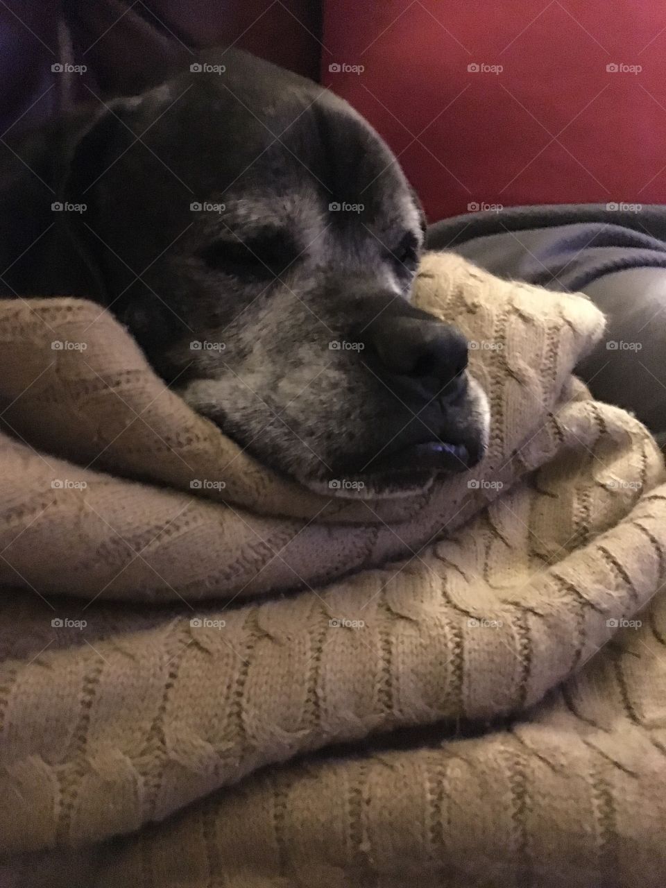 My sweet sweet baby I don’t know what I would do with out her. Snug in her blanket!