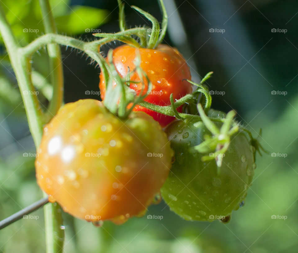 green garden fresh tomato by bushler14