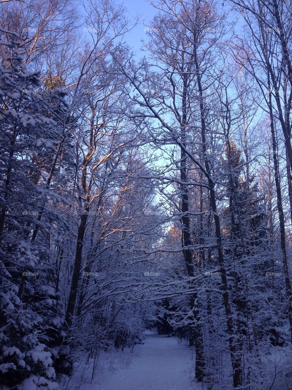 Winter in Forrest 