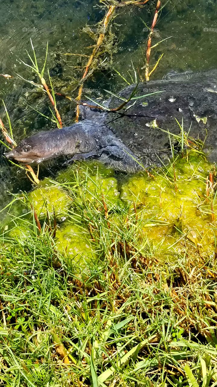 soft shell turtle native to Florida