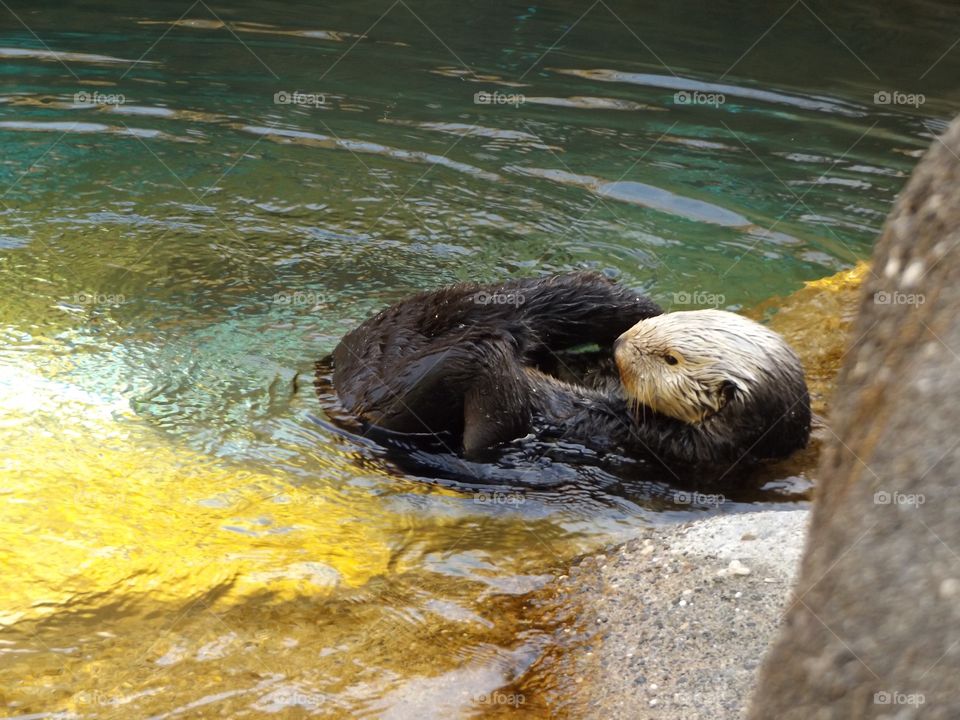 Sea Otter