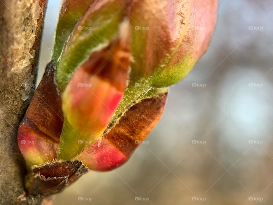 Newly buds 