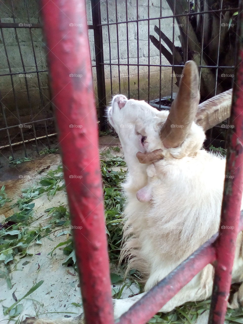 strange horned goat