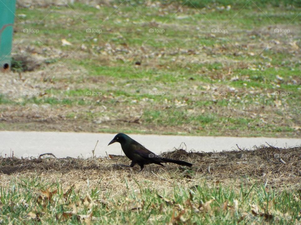 Black bird hunting for worms 