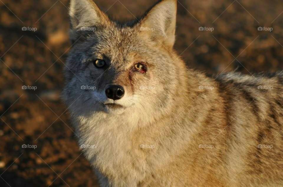 jeune coyote curieux