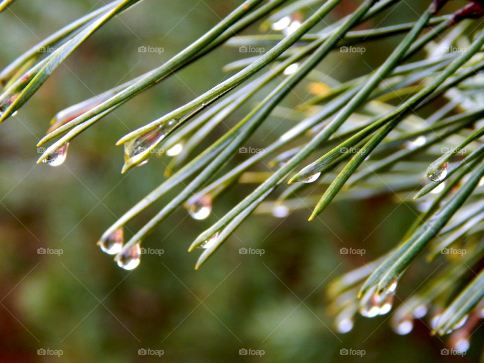 Spruce needles coating with water