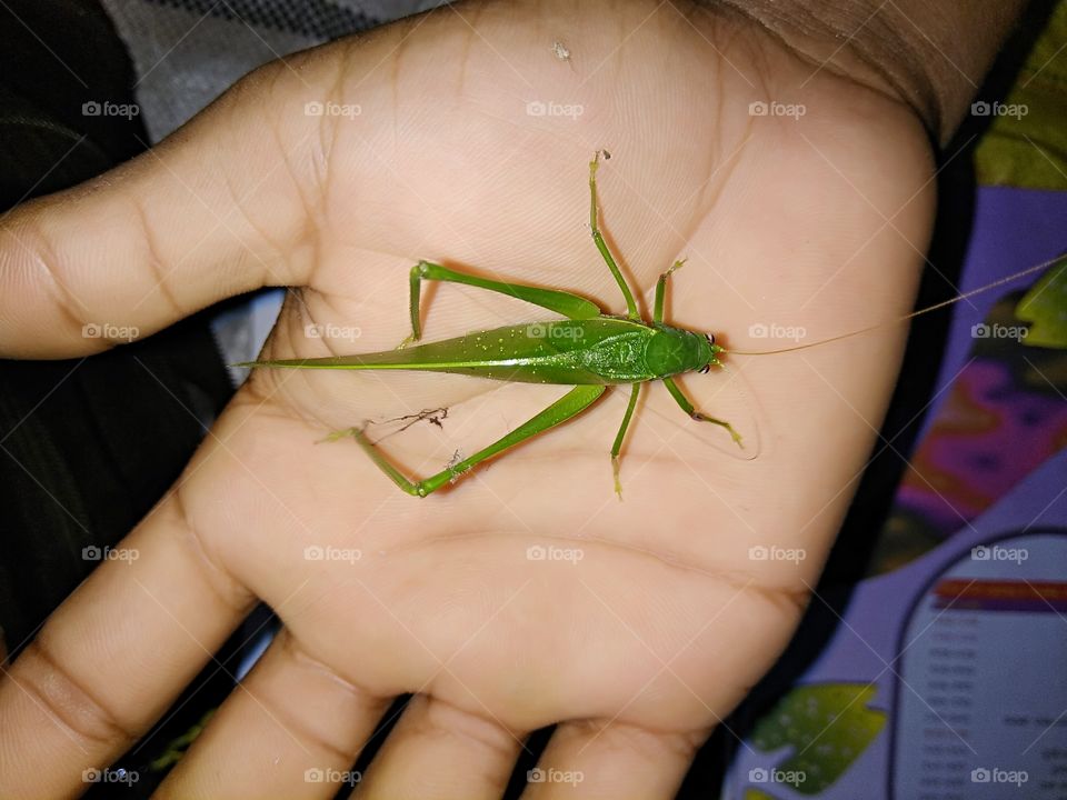 Green Insect On Palm