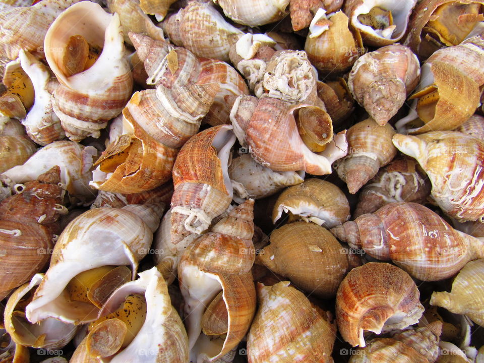 High angle view of animal shells