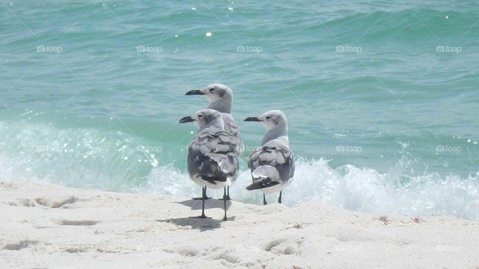 birds by the sea
