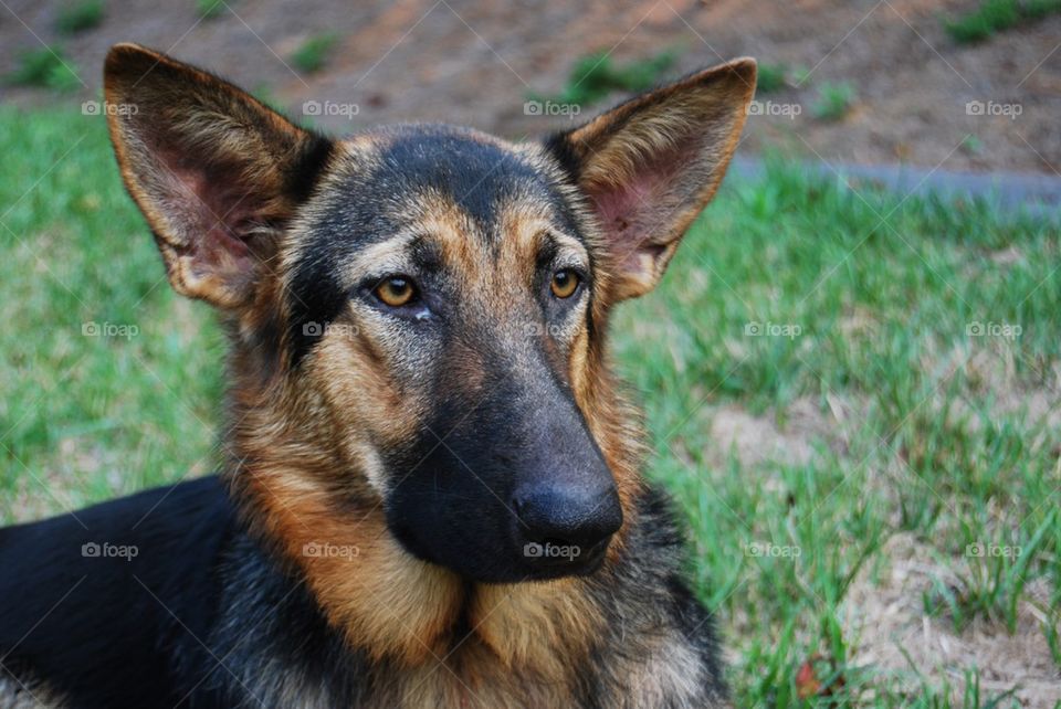 Portrait Of dog