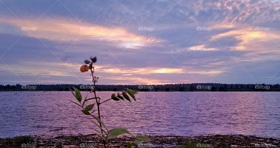 sunset background of a plant in India