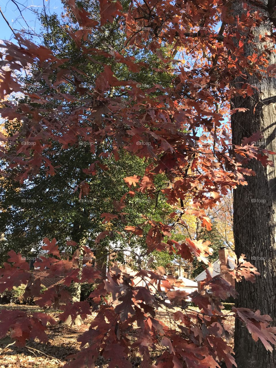 Oak in the fall 