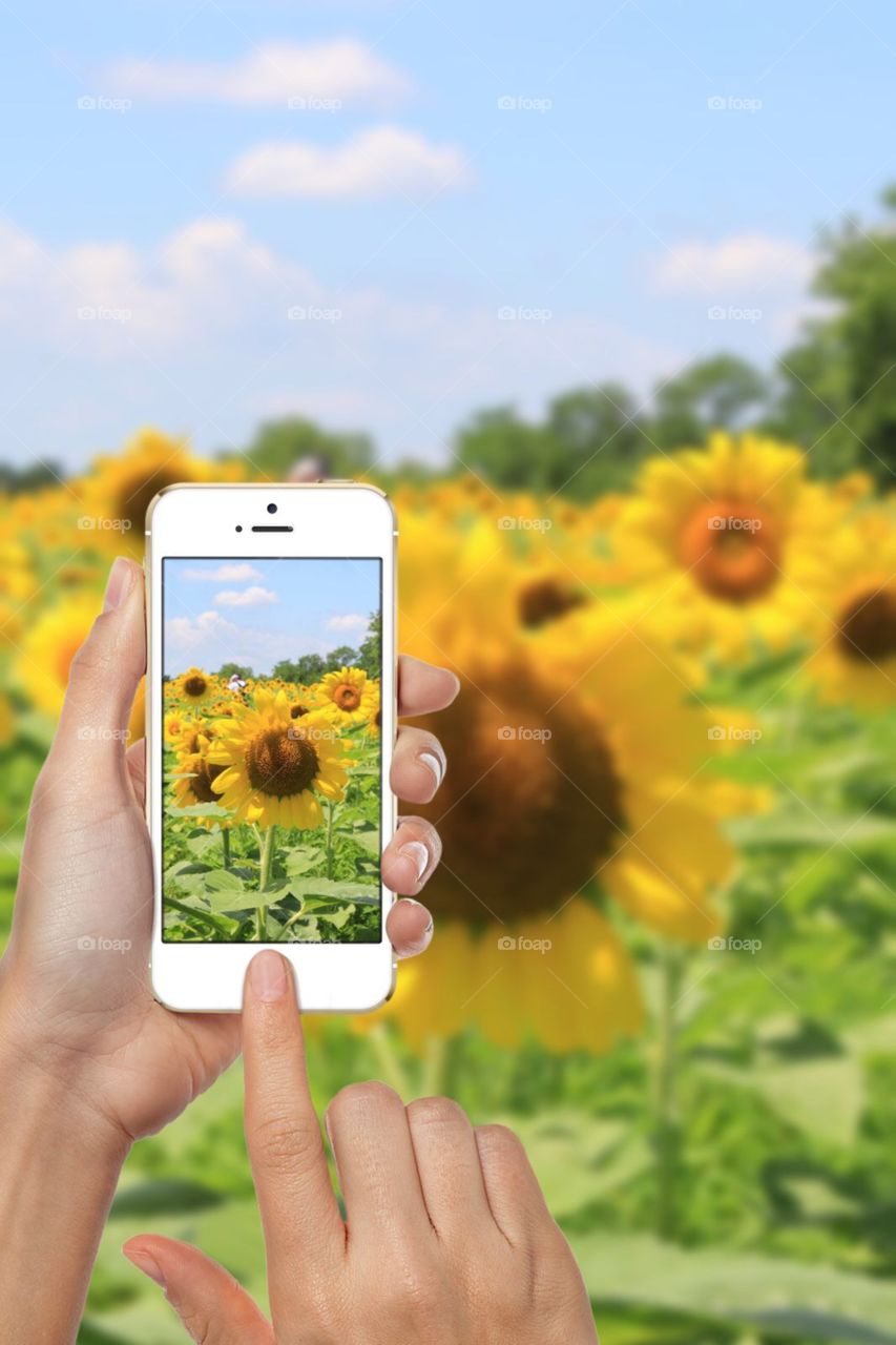 Using my mobile device to take a photograph of a sunflower field. 
