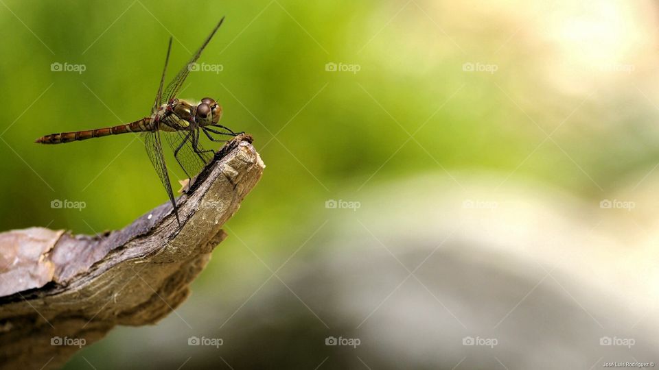 Libélula 
Dragonfly