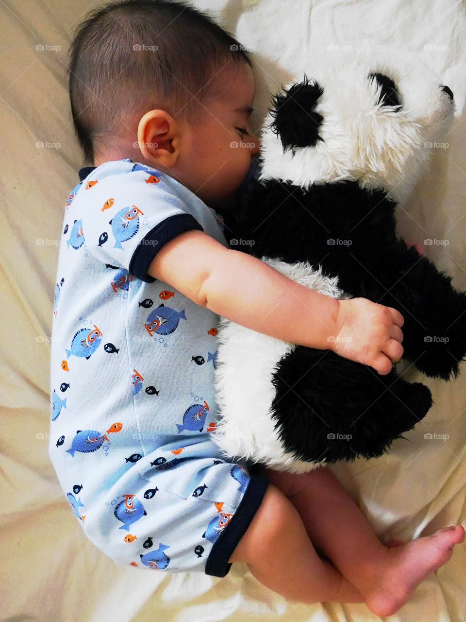 panda. baby