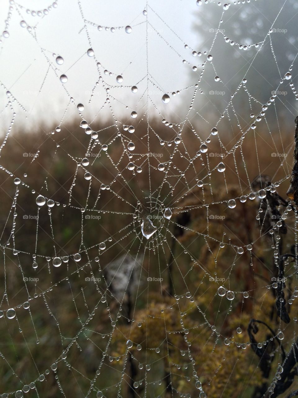 Close-up of spiderweb