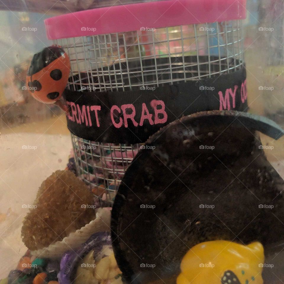 Hermit Crab Home
