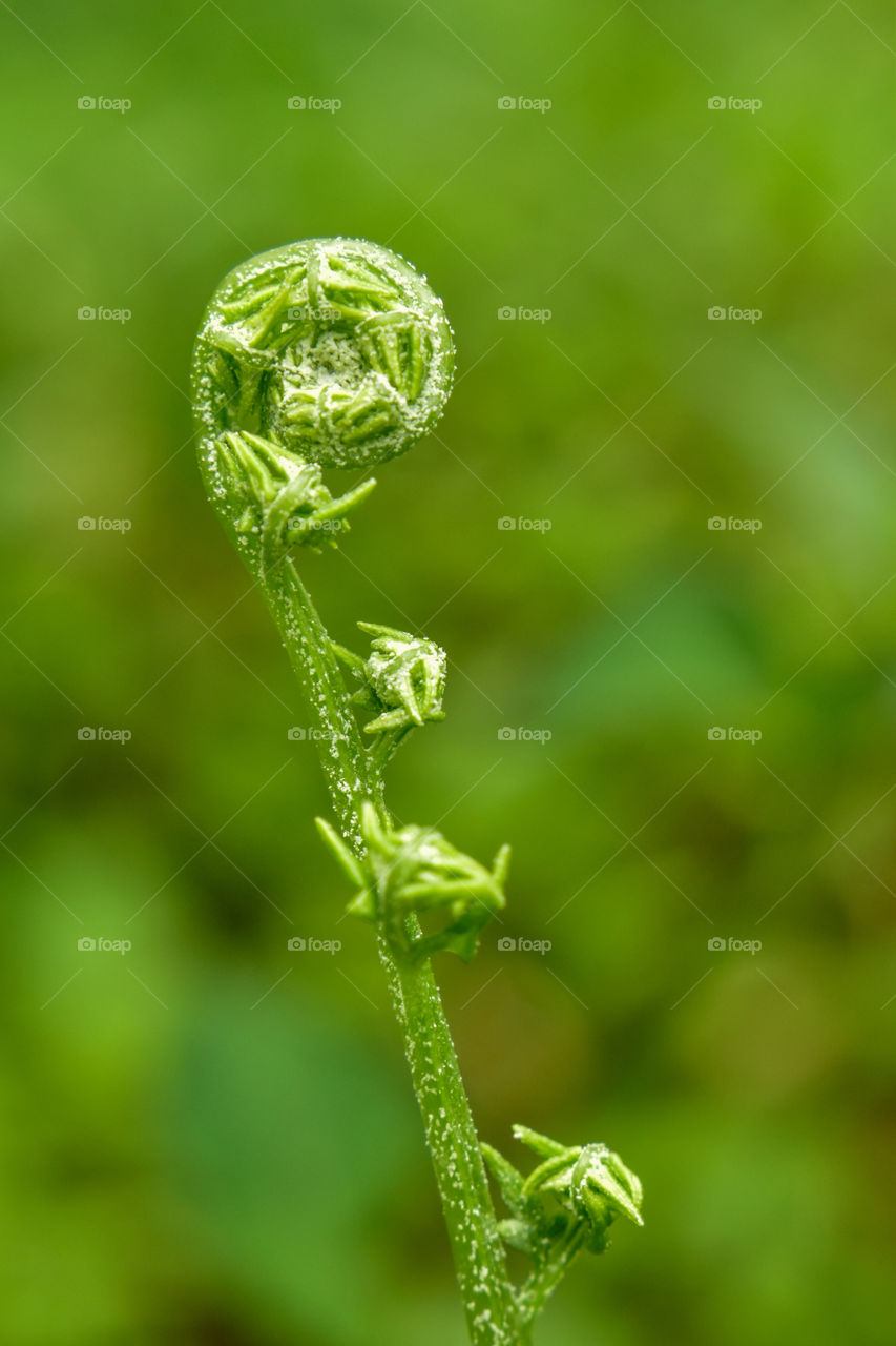 fern plant