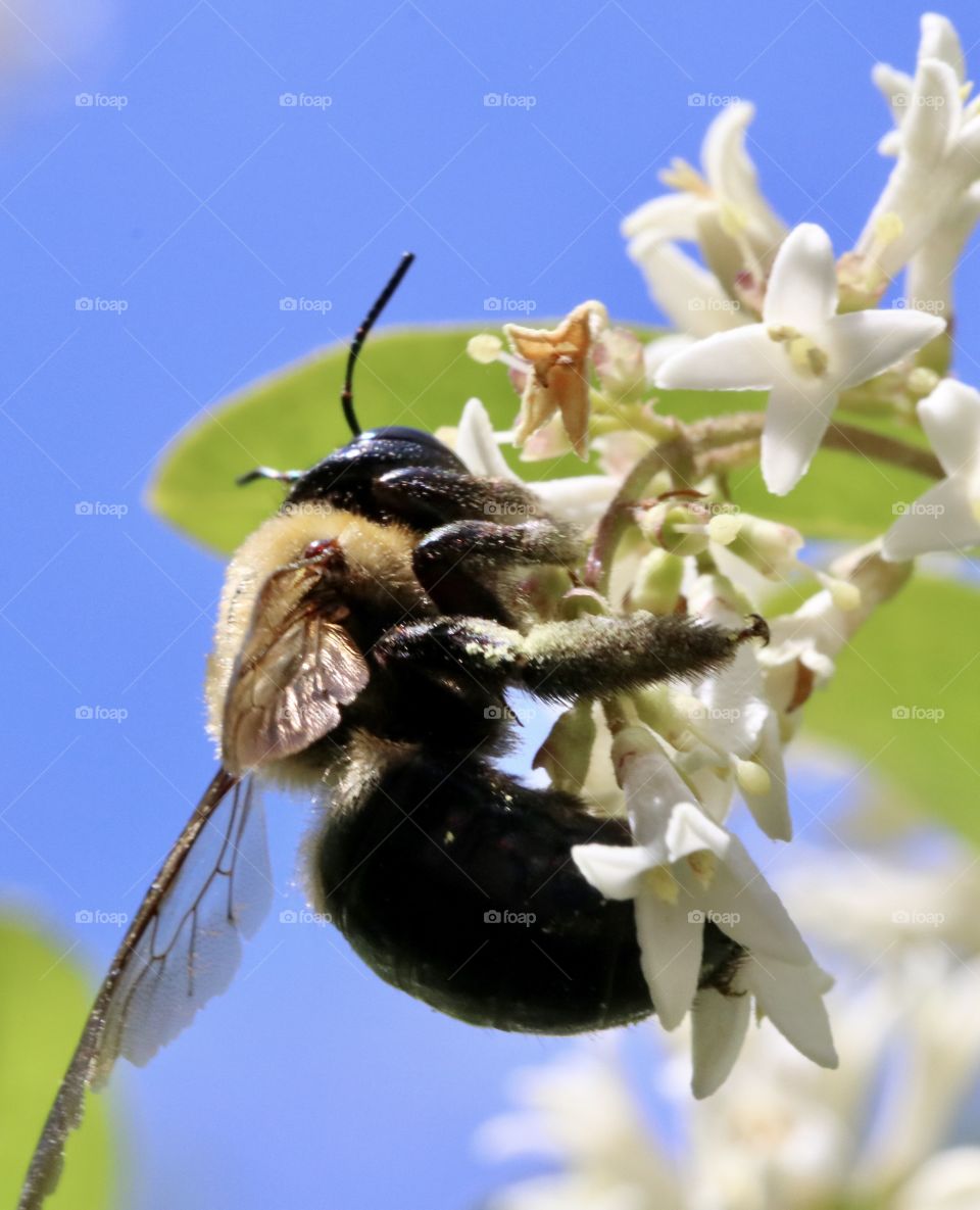 Carpenter bee on white flowers against a blue sky 