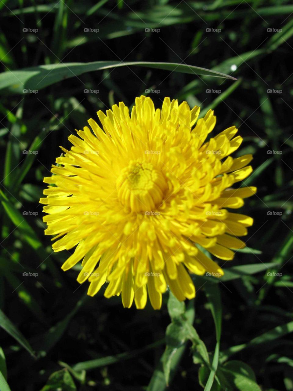 Dandelion