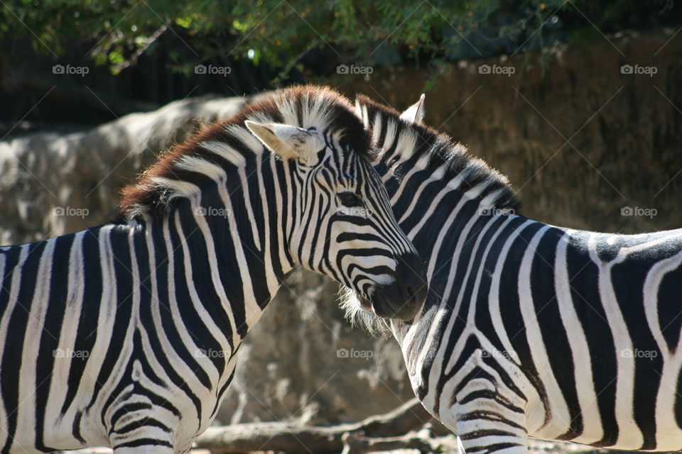 Cuddling Zebra's