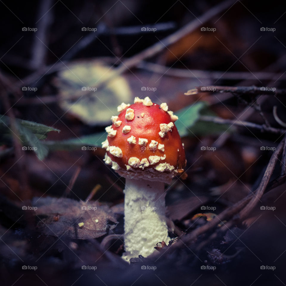 A small red and white fly agaric mushroom, pokes out of the dark and damp leaf litter