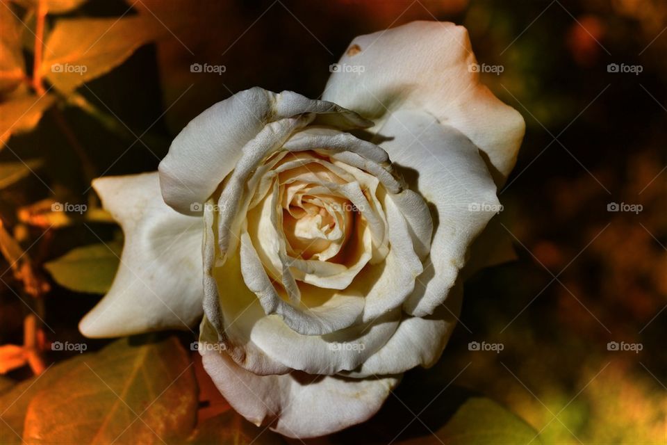 Rose is still a rose by any other name