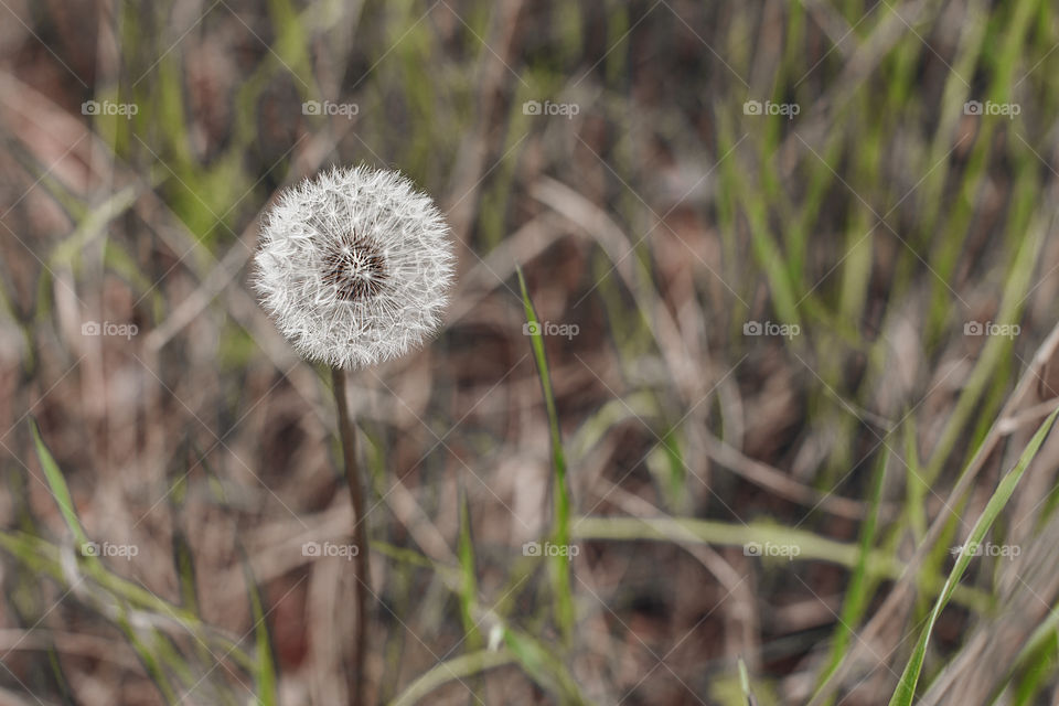 dandelion