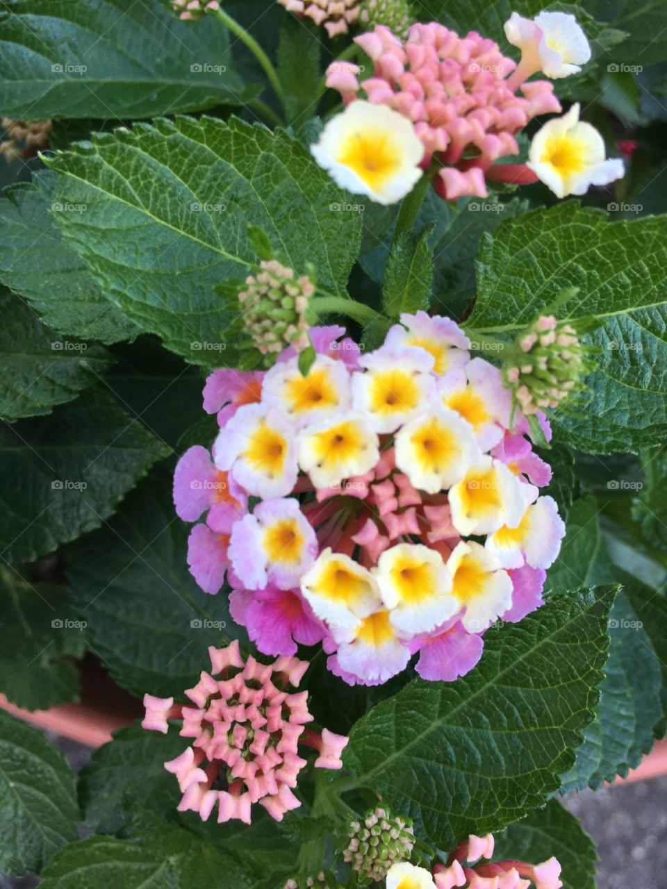 Colorful flowers