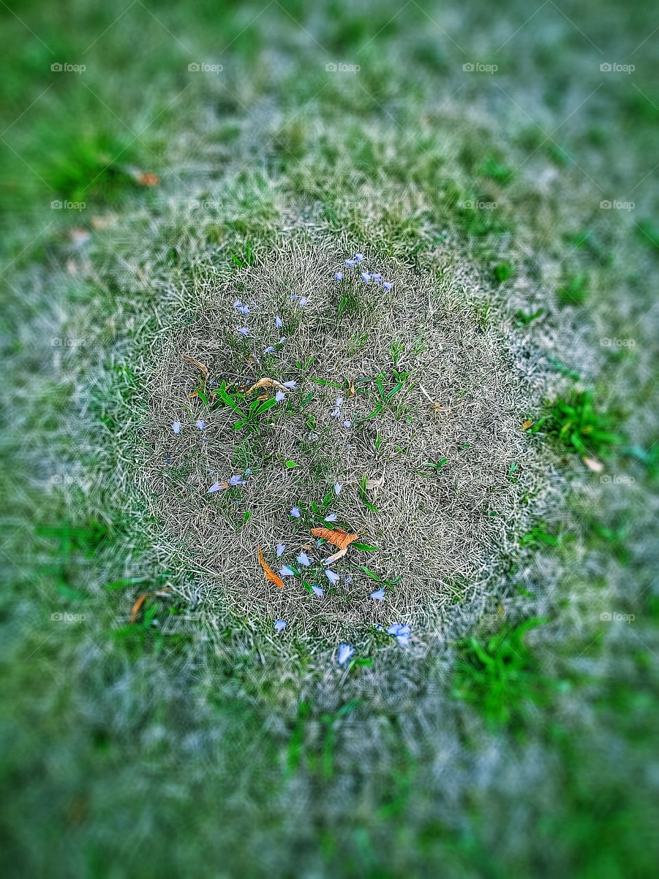 little violet flower