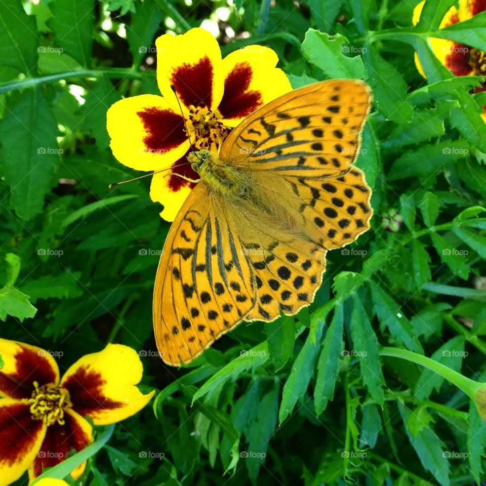 Butterfly pollinating on flower