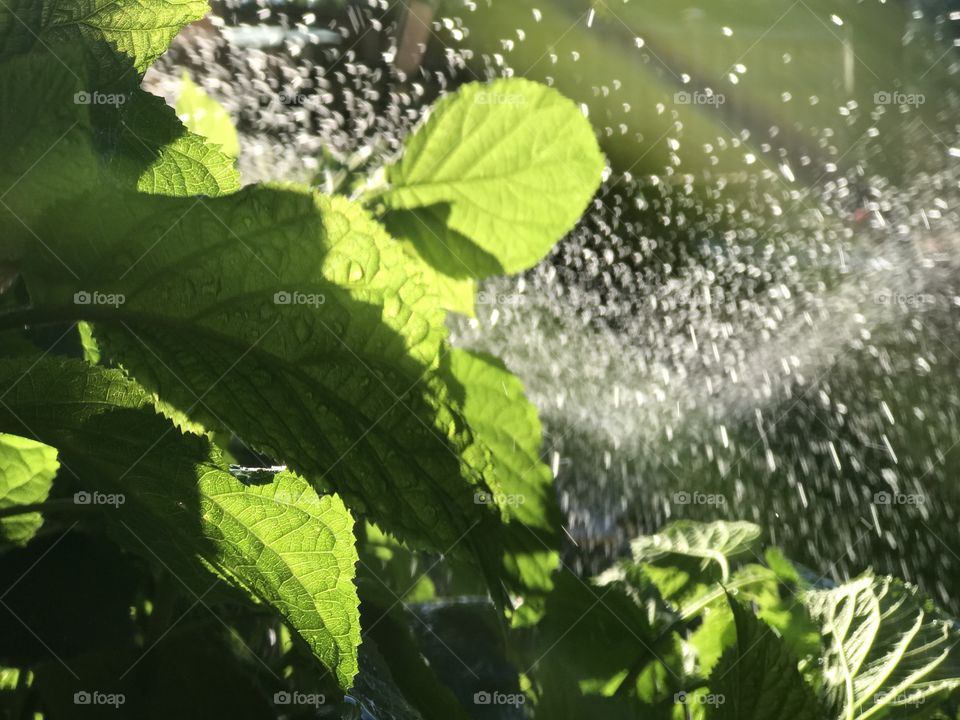 Wet leaves 