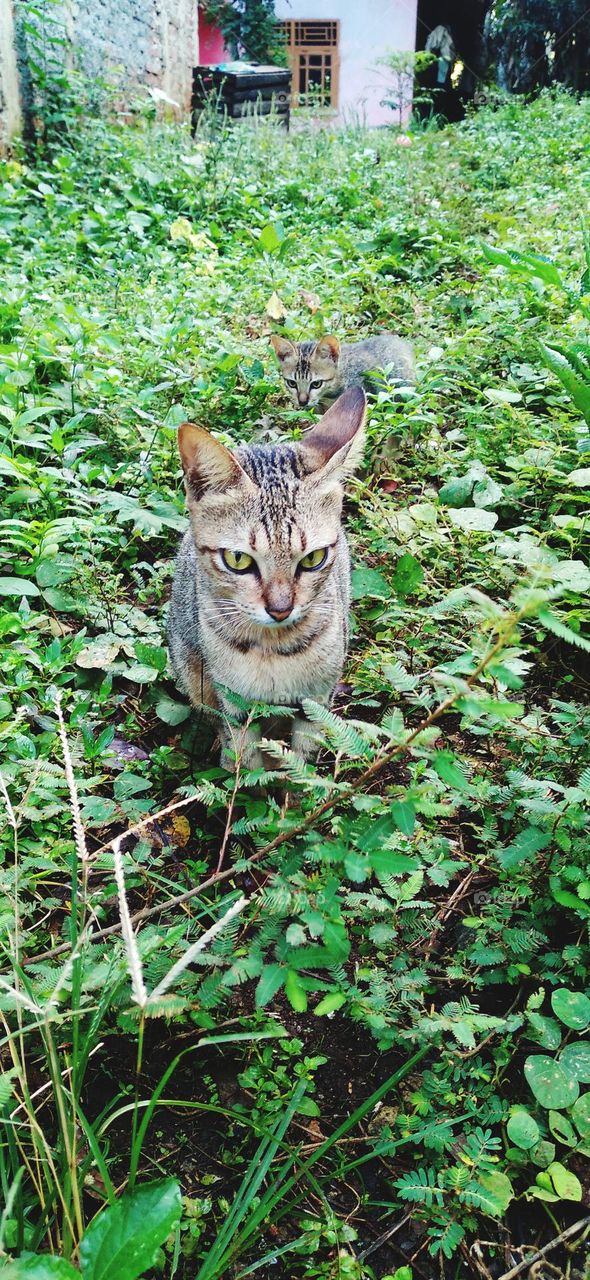 Two cats are in the garden