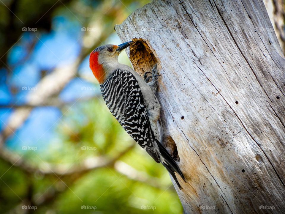 A beautiful woodpecker builds a nest