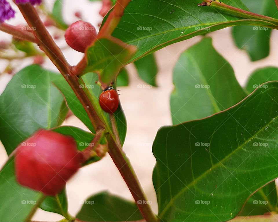 Ladybug exercising the art of camouflage.
