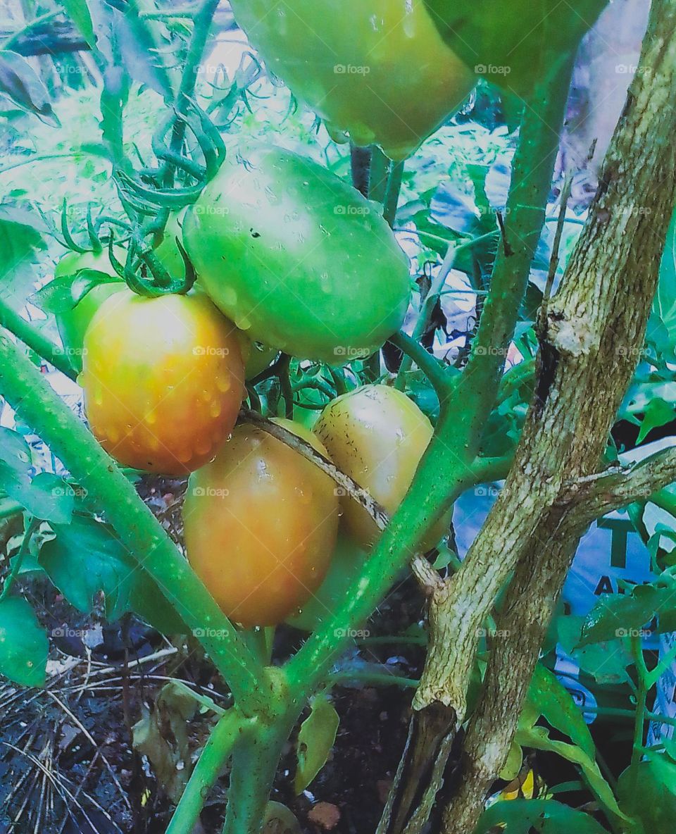 This is a capture of a home garden.There is a bunch of tomatos in various ages.There are green coloured,orange coloured,and red coloured tomatos.There are another tomato trees in the background.These tomatos seems fresh and yummy🍅...