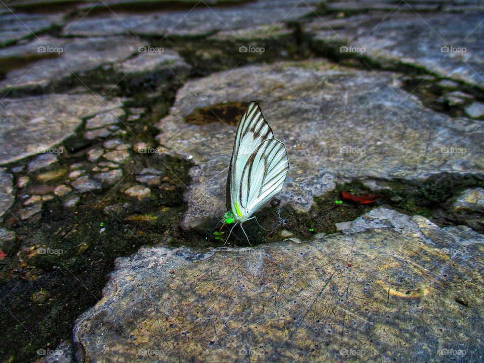 Beautiful butterflies perched on the damaged terrace