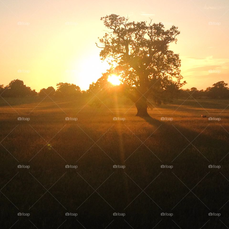 Sunset tree. Great park Windsor. I was walking the Long walk one fine evening