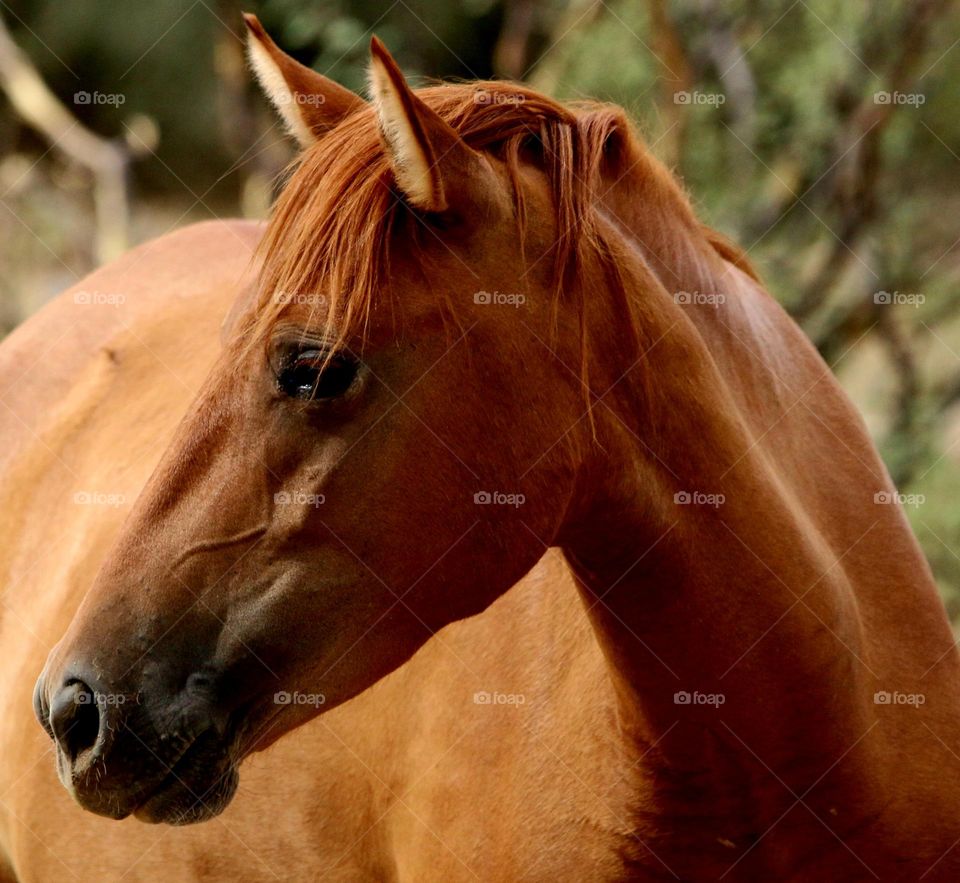 Portrait of a Wild Horse