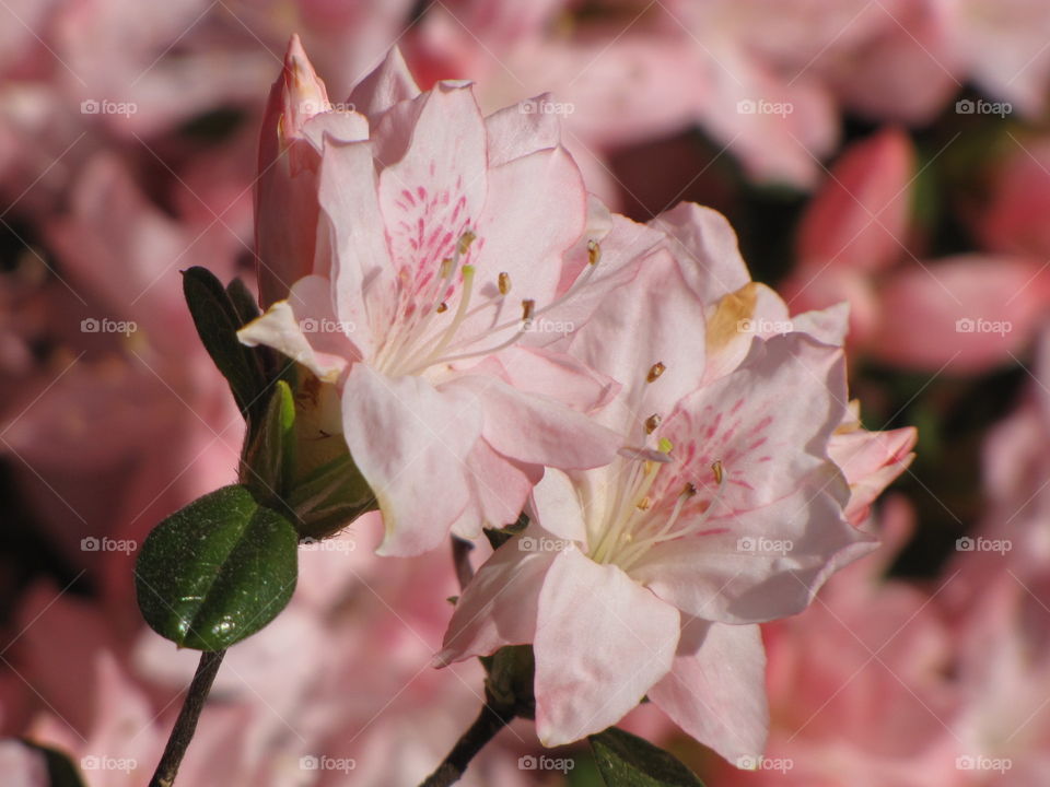 Pink azalea