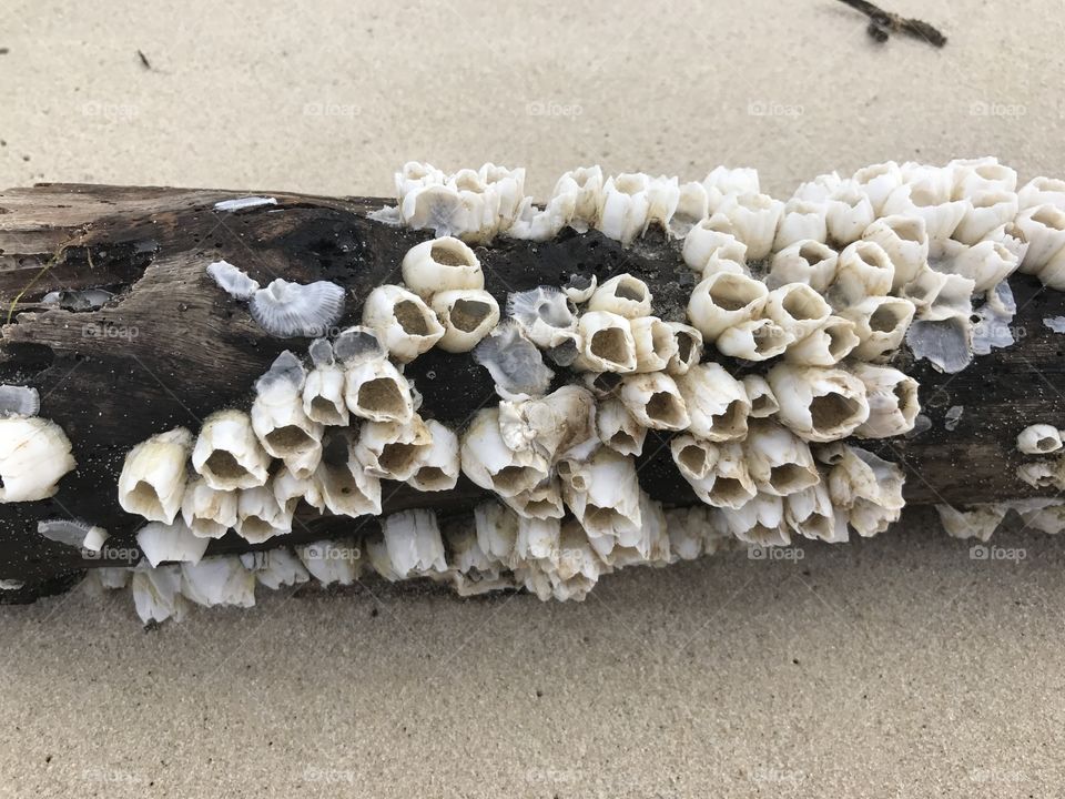 Barnacles on driftwood.