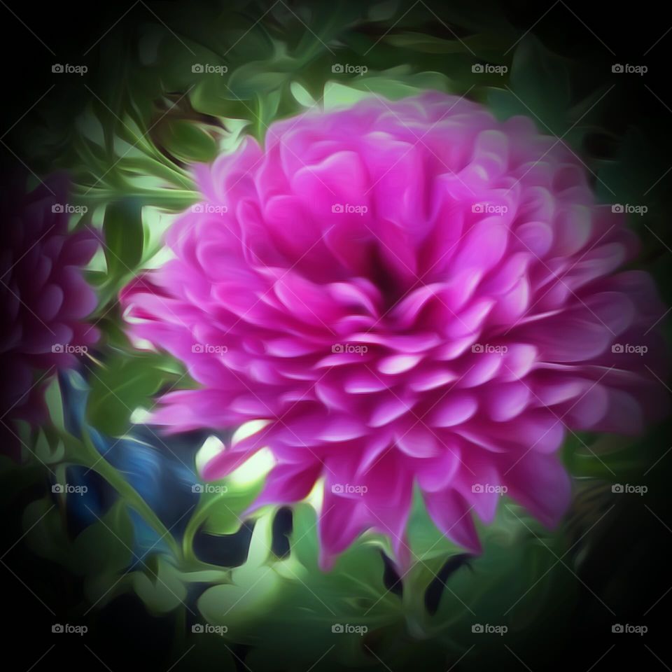 Pink Mum In Morning Sun